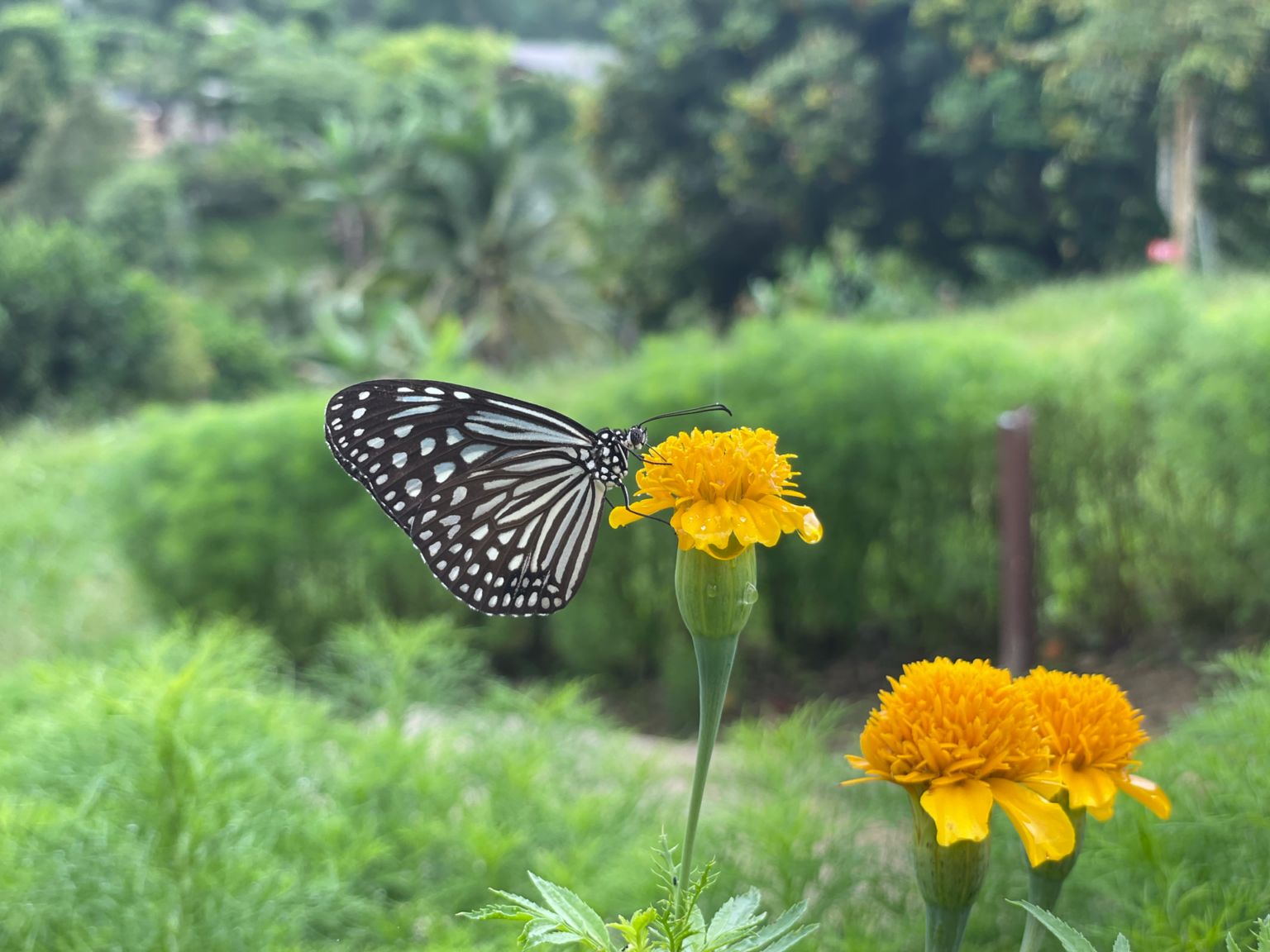 ticket-packages-one-day-pass-the-bentong-farm