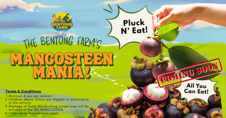 Mangosteen Madness Is Coming!                     Stay Tuned!👀