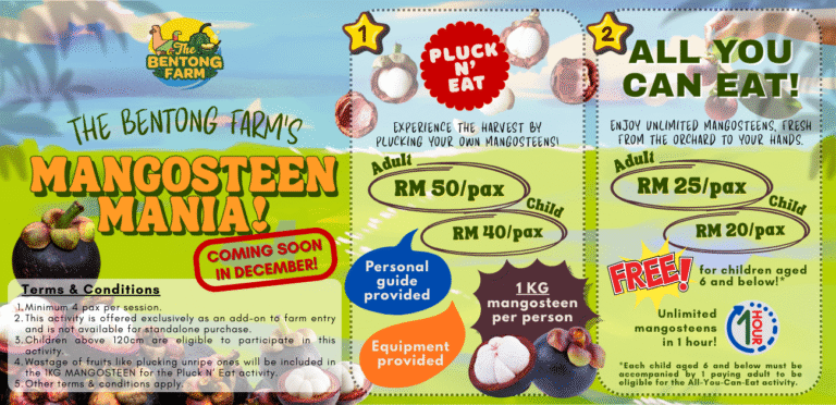 Mangosteen Mania – Pluck ’n’ Eat + All-You-Can-Eat Experience! [Starts 15 Dec 2025]